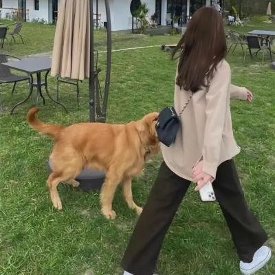 汪洋大盗